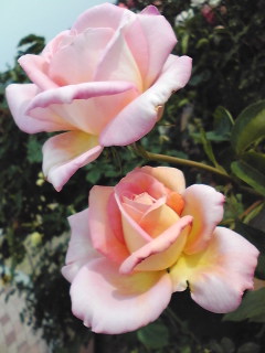 100612_154231.jpg