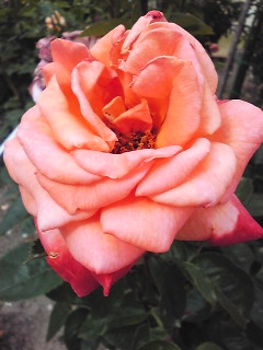 100612_154606.jpg